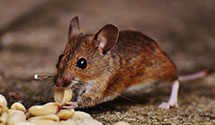 historical-building-pest-preservation-and-protection Experts in Berwick